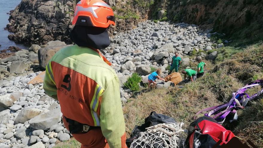 Rescatada una novilla que cayó por un acantilado de Tapia de Casariego