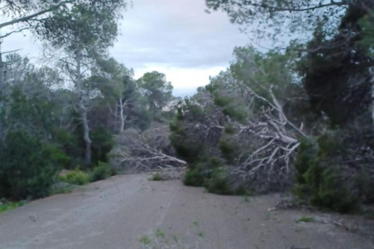 Una carretera bloqueada por el derribo de varios pinos. | AYUNTAMIENTO DE SANT ANTONI