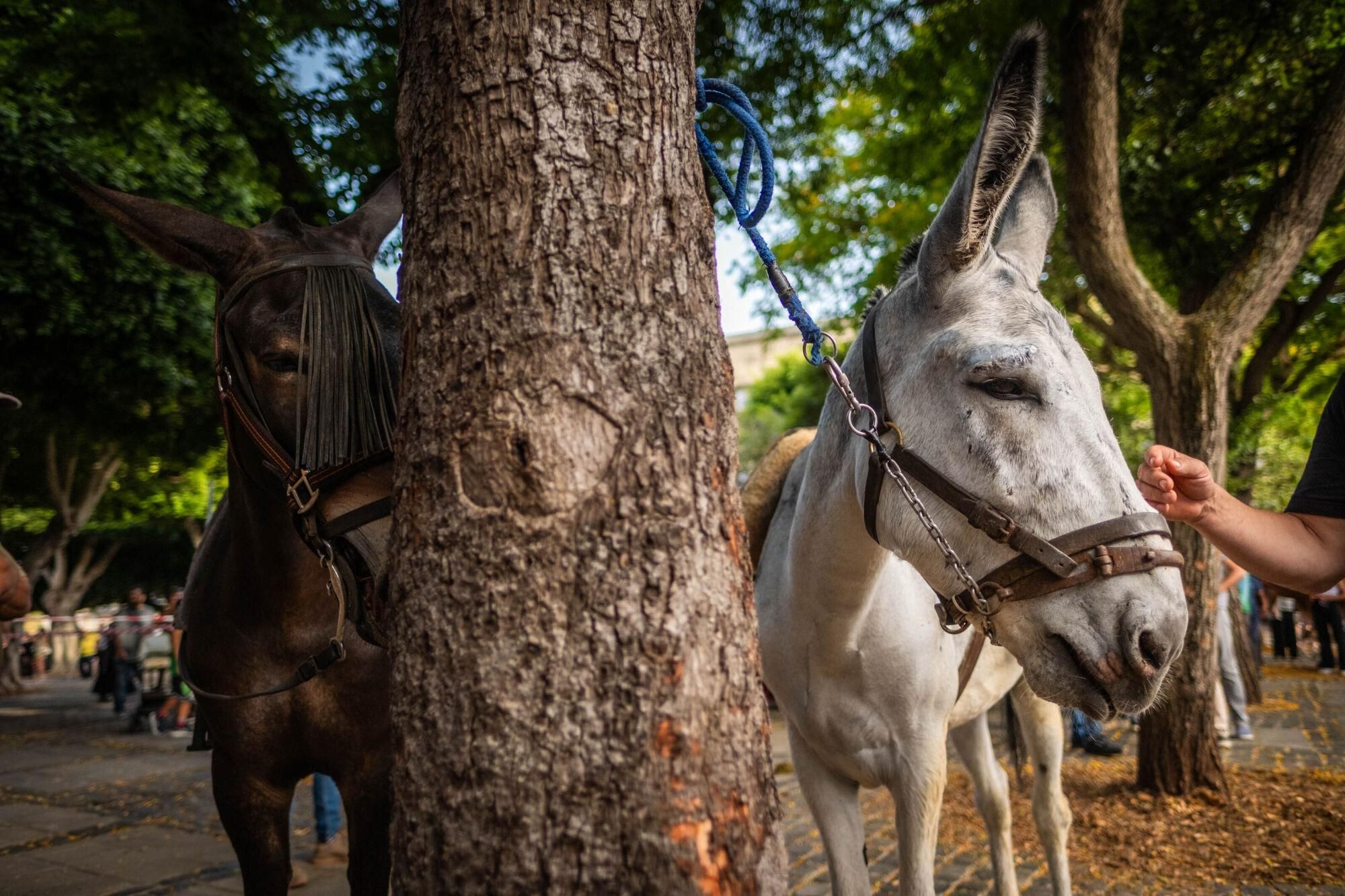 Día de los burros en La Laguna