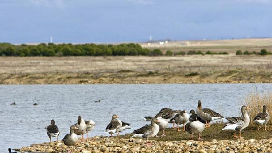 Aves en las lagunas de Villafáfila (Zamora)