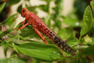 El calentamiento dispara las plagas: los insectos se reproducen más