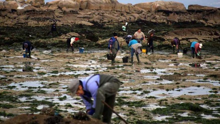 Marisqueo a pie en las autorizaciones de la Confraría de Pescadores San Martiño. // Muñiz