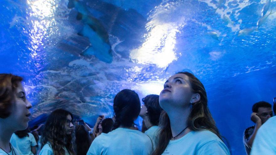 L’Escola d’Estiu de l’Oceanogràfic s’embarcarà en una emocionant «Missió tortuga»