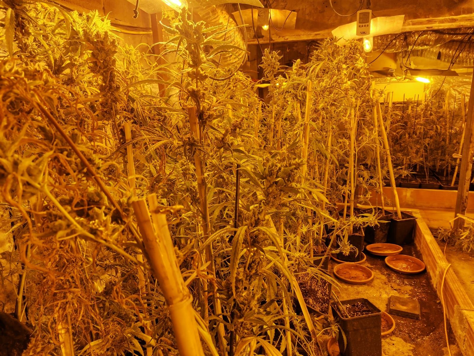 Troben un cultiu de més de 600 plantes de marihuana en l'annex d'una casa a Vilabertran