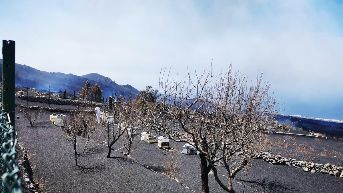 Colmenas en La Palma.