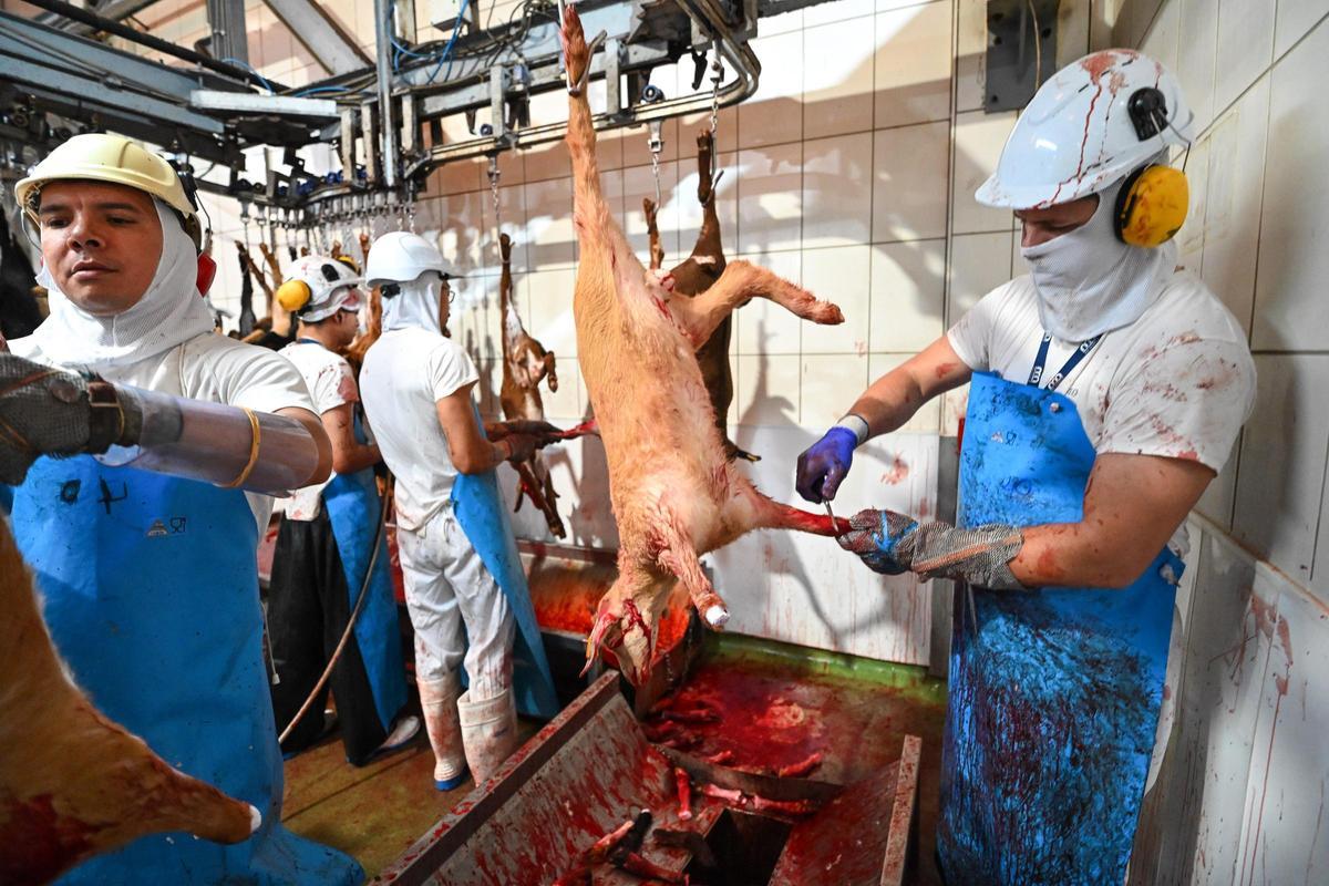 Proceso de desollado de los corderos.