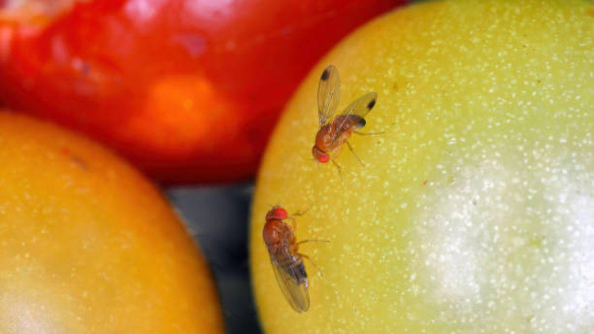El truco para eliminar las moscas de la fruta