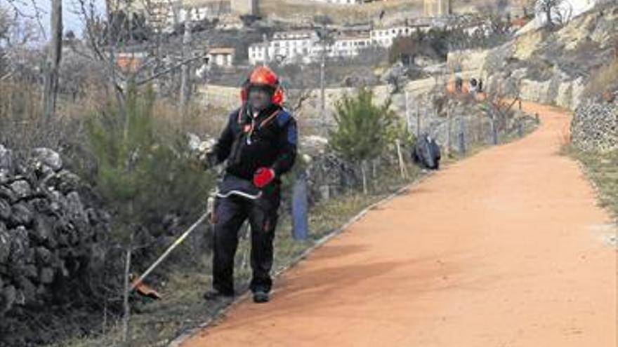 Morella actúa para frenar la procesionaria