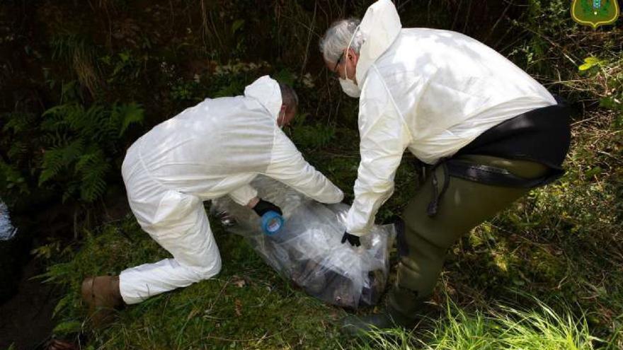 Así aparecieron los cadáveres de dos perros en el río Tea