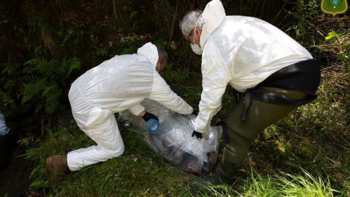 Agentes medioambientales recogiendo uno de los cadáveres