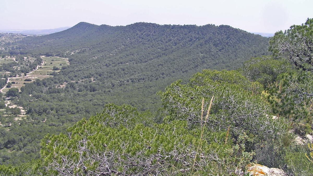 Pinares del espacio protegido en una panorámica desde la cara norte de la sierra