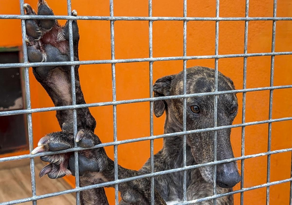 Un galgo en el Centro Asociación ALBA, un espacio de recuperación de animales.