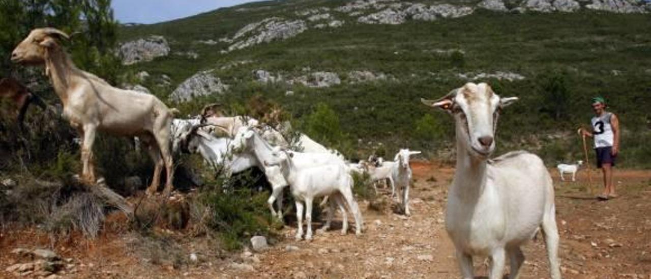 Alzira recurrirá a ganado para evitar incendios en las montañas