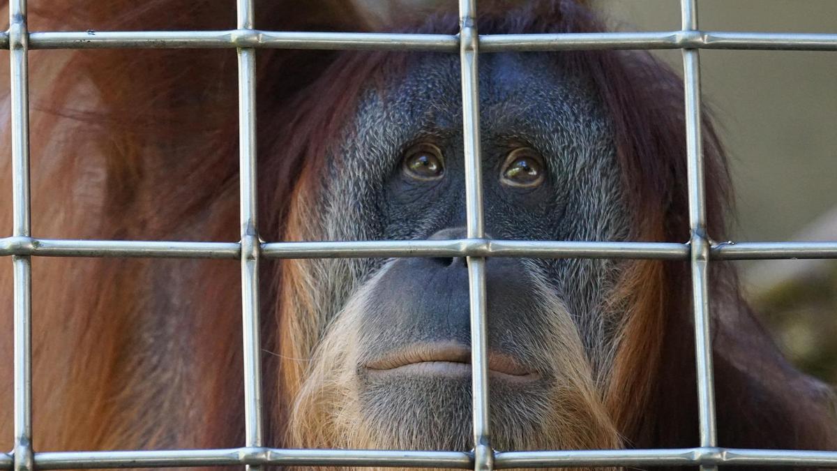 Un orangutan enjaulado.