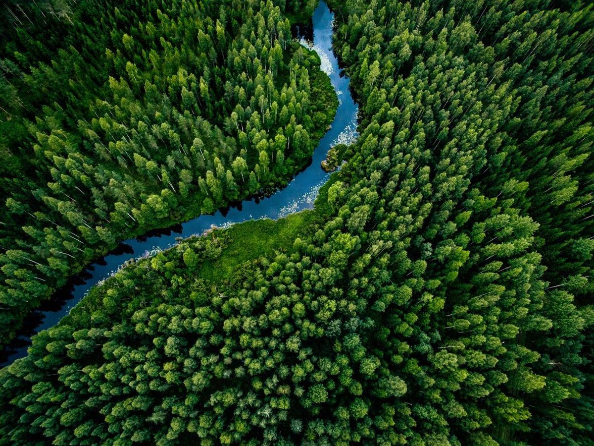 Finlandia, bosques