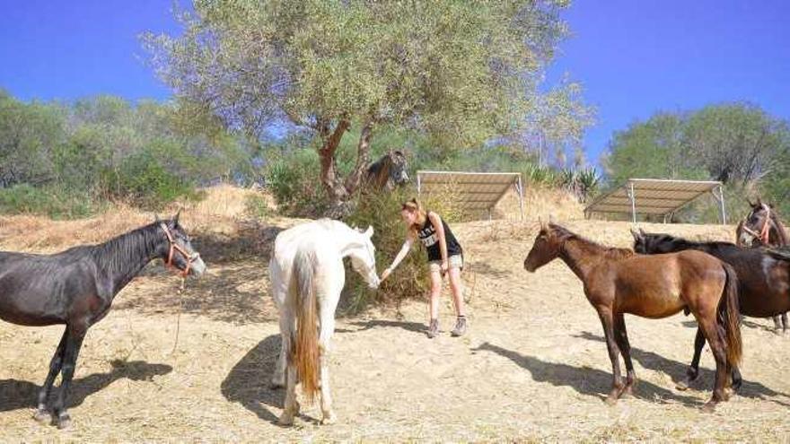 Varios caballos en el refugio que tiene la Asociación Cyd Santa María en Alhaurín el Grande.