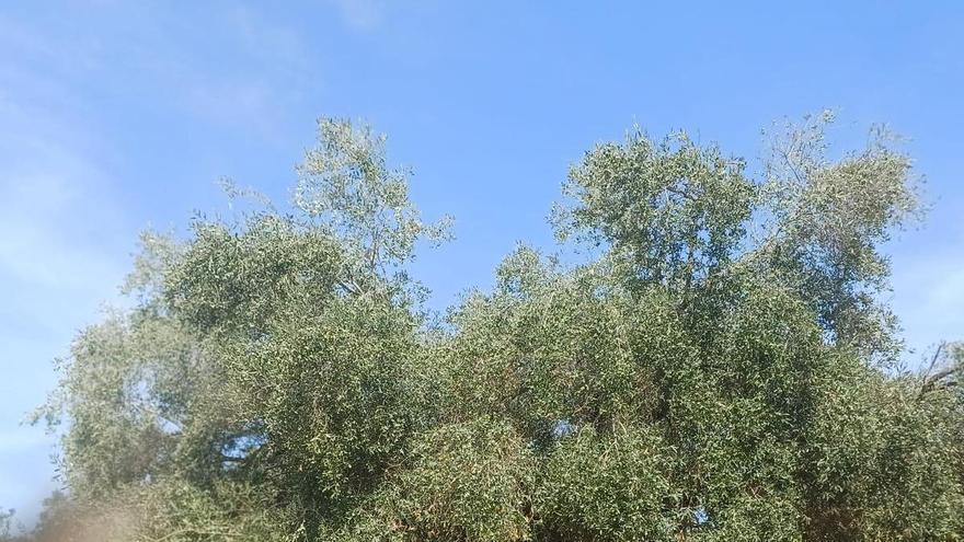 LA UNIÓ mette in allerta l'olivicoltura valenciana davanti al calo del prezzo dell'olio