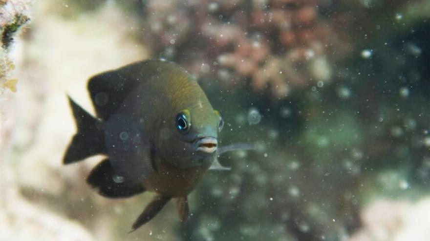 La domesticación animal no es solo humana: hay peces que doman camarones