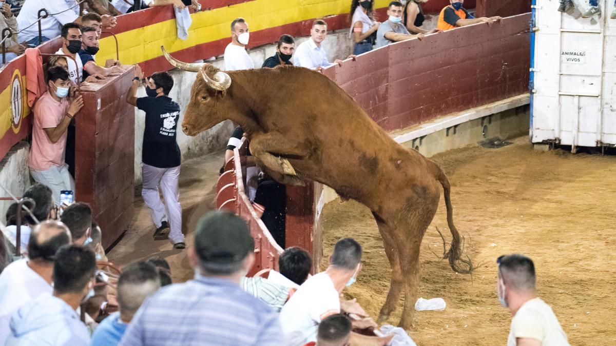 Las reses navarras de Arriazu ofrecieron un buen espectáculo durante la jornada con su bravura y su astucia.