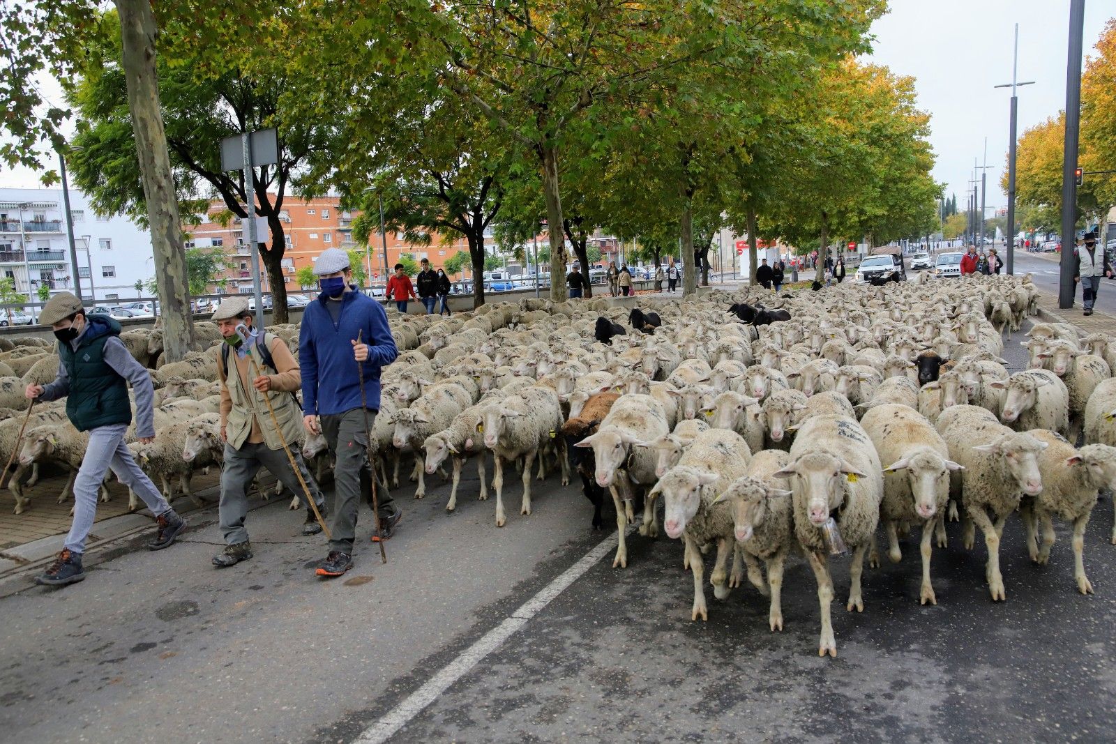 Cientos de ovejas de la ganadería Las Albaidas cruzan Córdoba