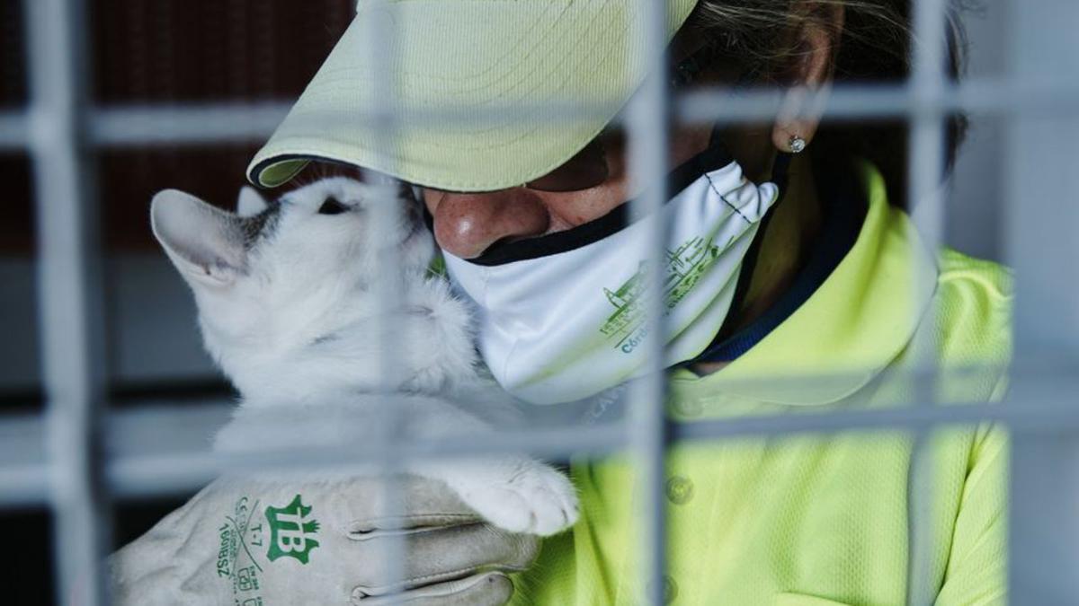 Una técnico tiene un gesto cariñoso con un gato dentro del control de colonias