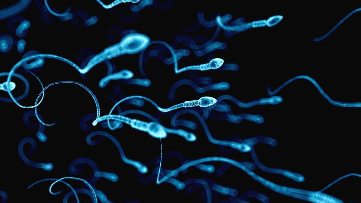 Varios esparmatozoides.