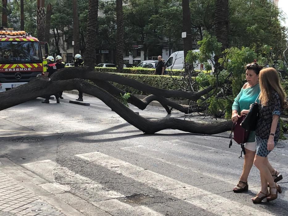 El árbol caído esta mañana en la avenida Antic Regne de València.