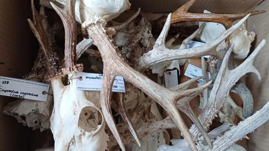 Herrero hablará de huellas, cráneos, cuernas y cuernos