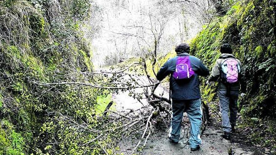 Usuarios de la senda, cerca de Entrago, sortean uno de los árboles caídos en el camino.