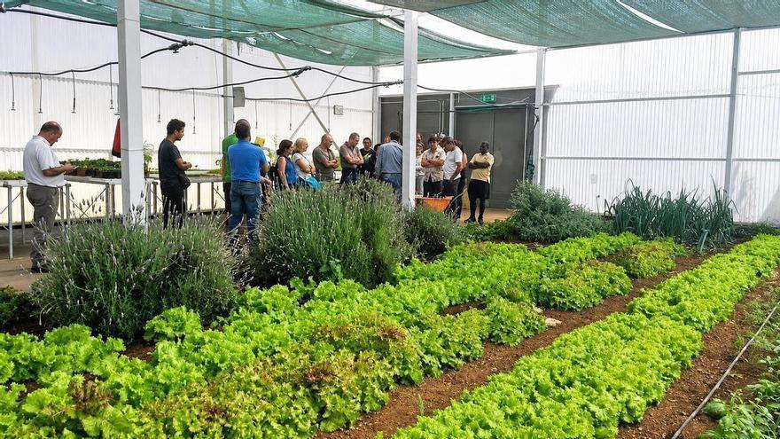 Granadilla de Abona Expands Community Farming Initiative in Tenerife