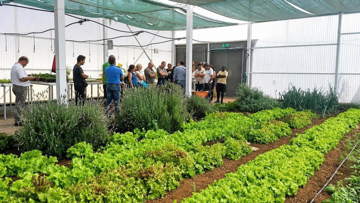 Una imagen de una de las fincas de Las Crucitas, Granadilla de Abona