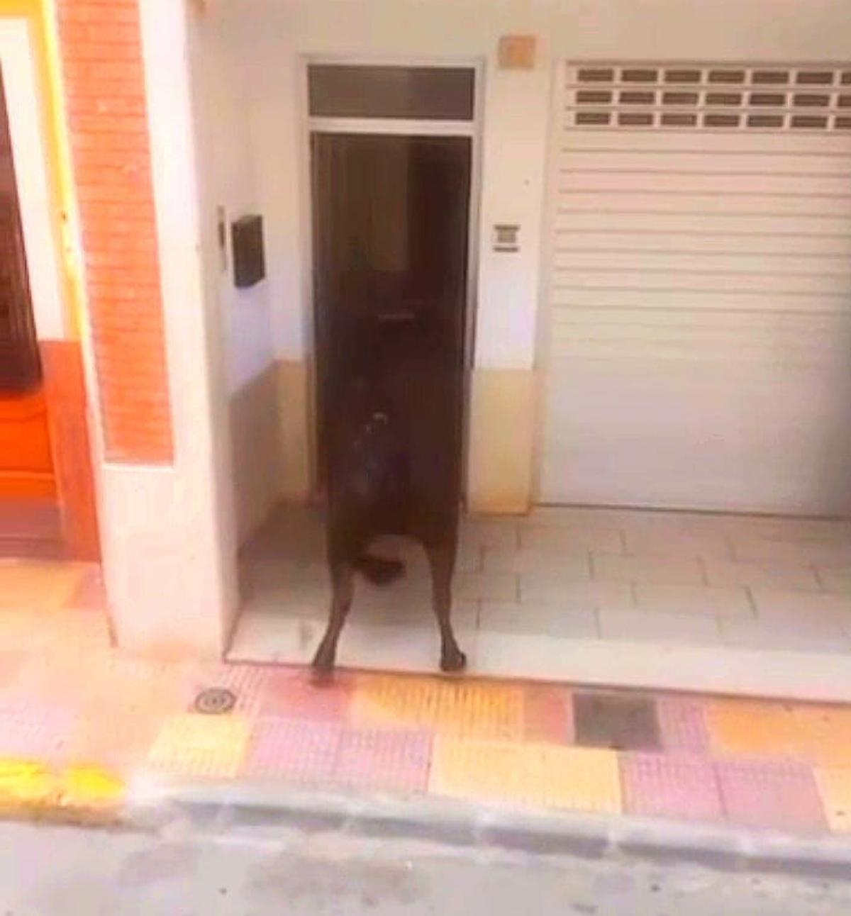 La vaca, al entrar en la vivienda tras golpear la puerta.