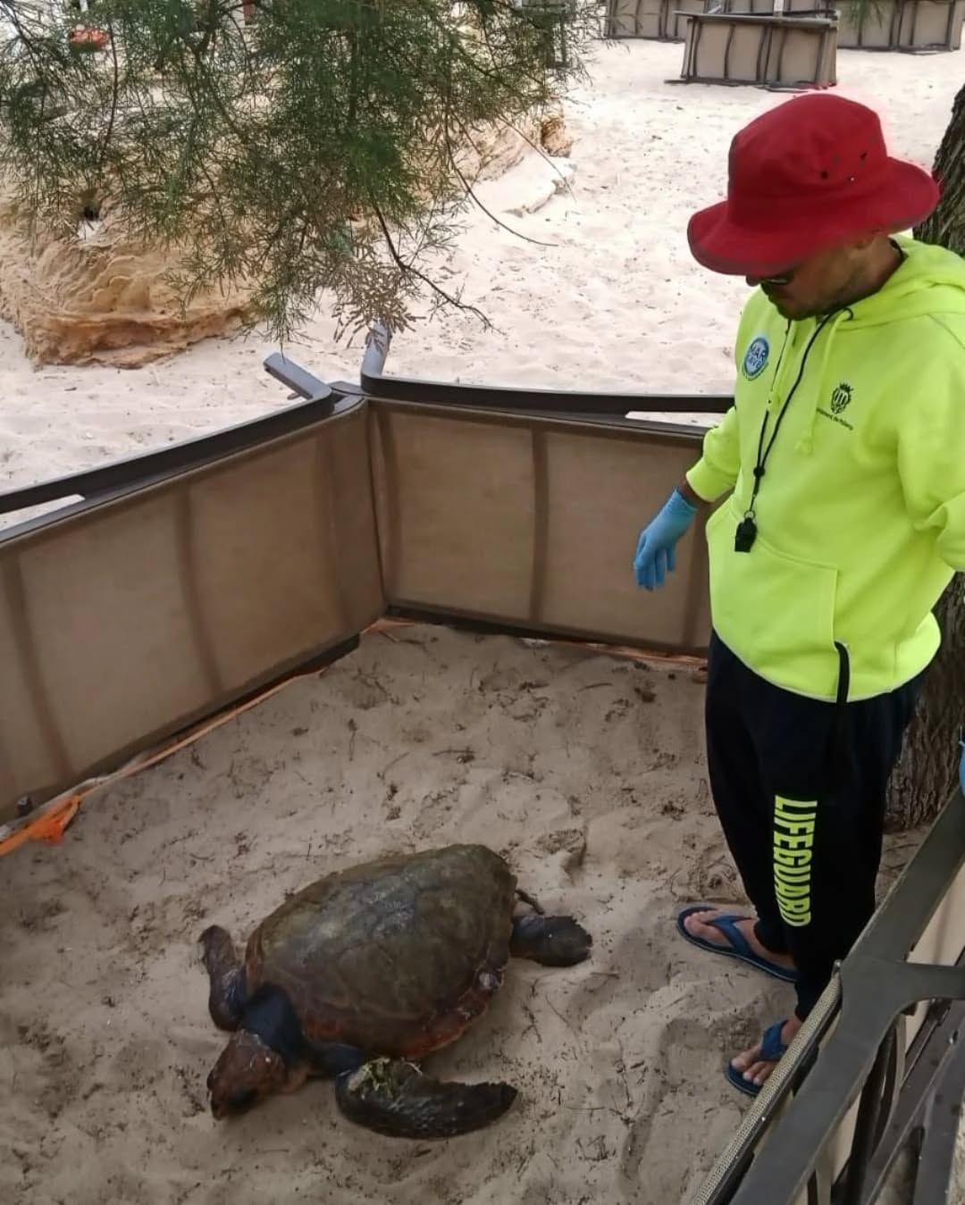 La tortuga fue trasladada a un lugar tranquilo antes de la llegada del personal del Palma Aquarium.