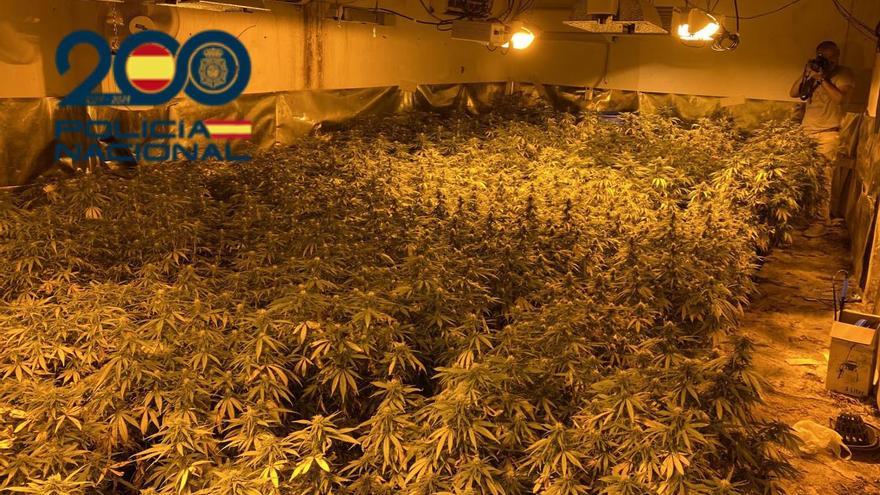 La Policía Nacional encuentra 110 plantas de marihuana en una casa en ruinas en Orihuela