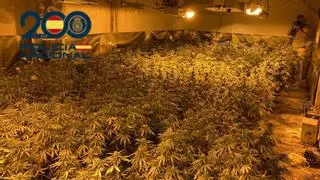 La Policía Nacional encuentra 110 plantas de marihuana en una casa en ruinas en Orihuela