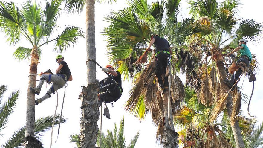 Palmereros podando ayer palmeras del Parque Municipal con la cuerda tradicional.