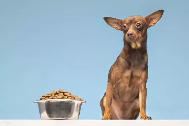La solución definitiva para acabar con la ansiedad por la comida de los perros