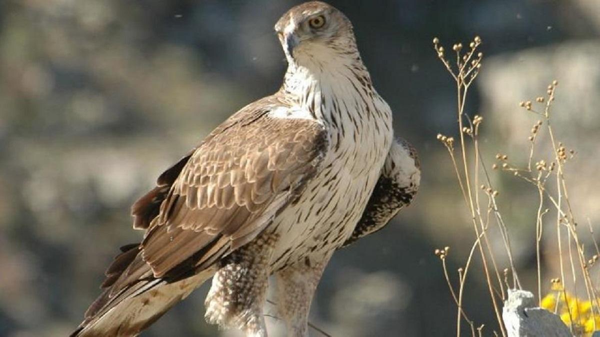 Águila perdicera.