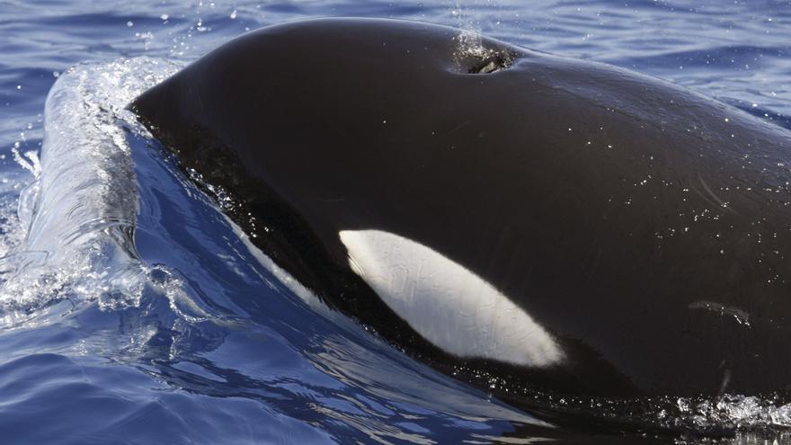 Orcas greifen erneut einen Teilnehmer der Mallorca-Regatta Copa del Rey an