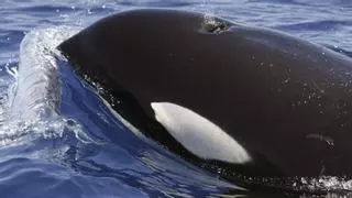 Orcas versenken 15-Meter-Yacht vor Küste Spaniens