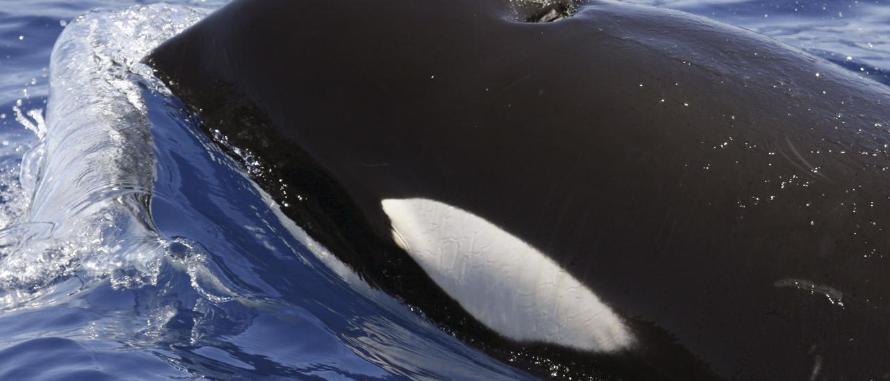 Orcas versenken 15-Meter-Yacht vor Küste Spaniens