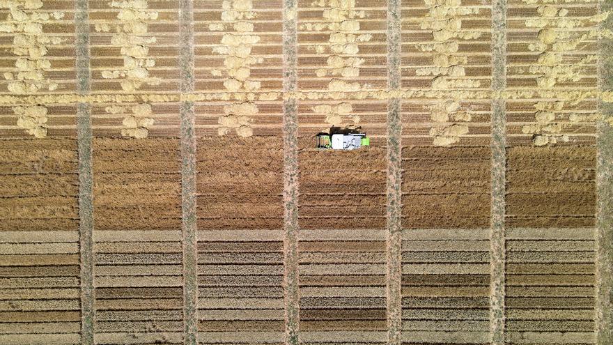 La cosecha de cereal se dispara en Aragón y aumenta más de un 60% respecto a 2024