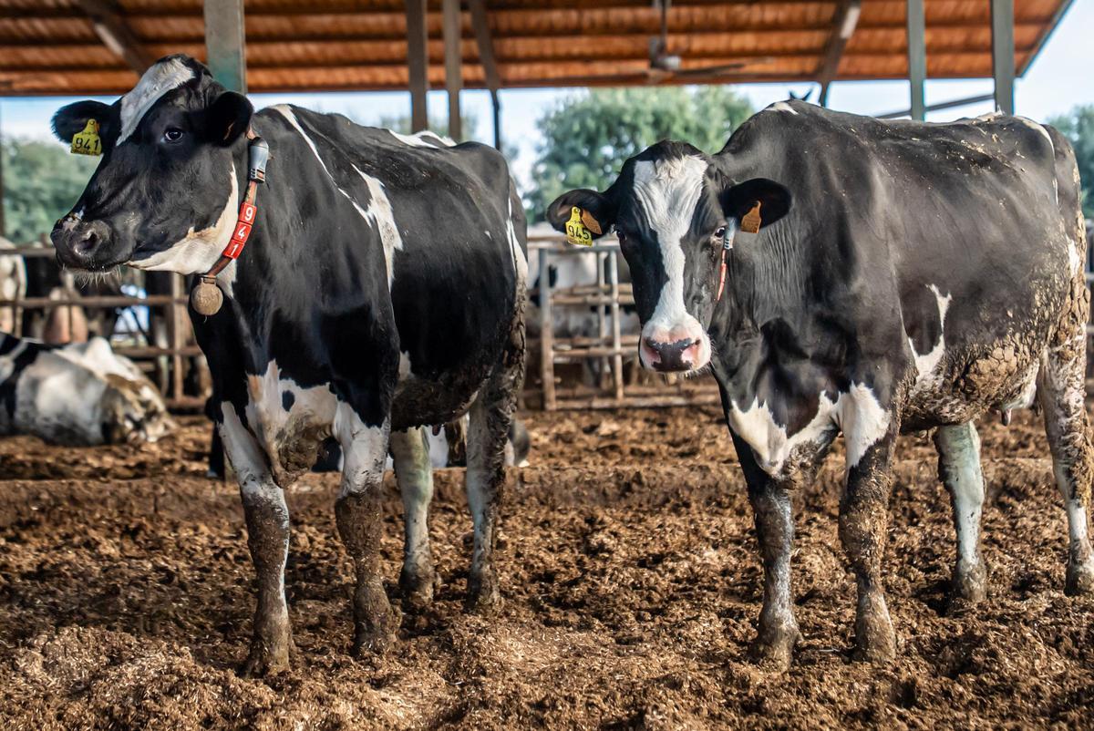 Dues de les vaques que han rebut la vacuna contra la dermatosi.