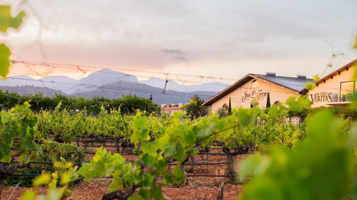 Una ruta per la cultura del vi i la memòria pagesa de Mallorca