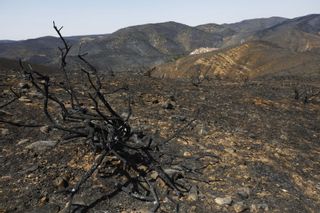 Incendio de Ateca: los vecinos creen que costará "años" superar el desastre