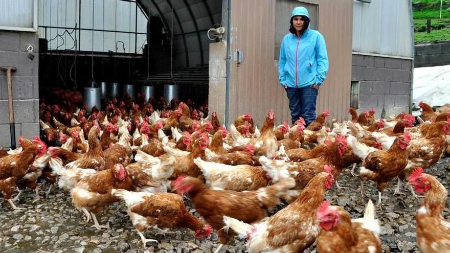 Las gallinas en la explotación boalesa.