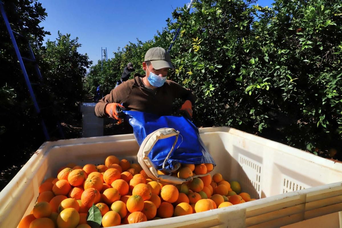 Palma del Río, en plena campaña de la naranja