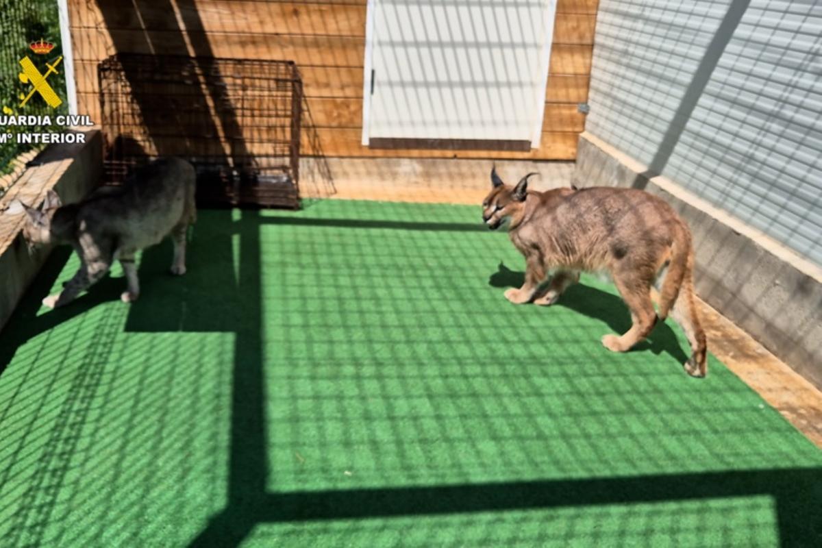 Dos de los felinos exóticos hallados en el criadero de Ariany.