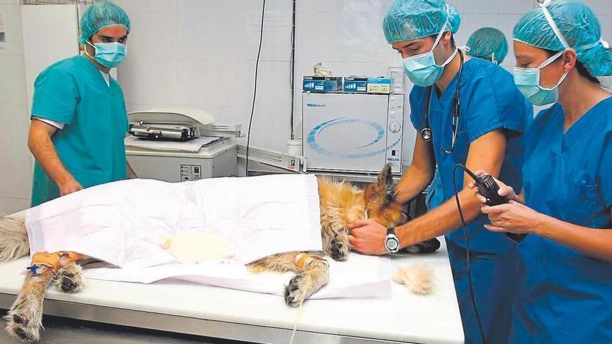 La domanda di assicurazioni per animali domestici aumenta fino al 50% in un anno a Castelló: motivi, coperture e prezzi