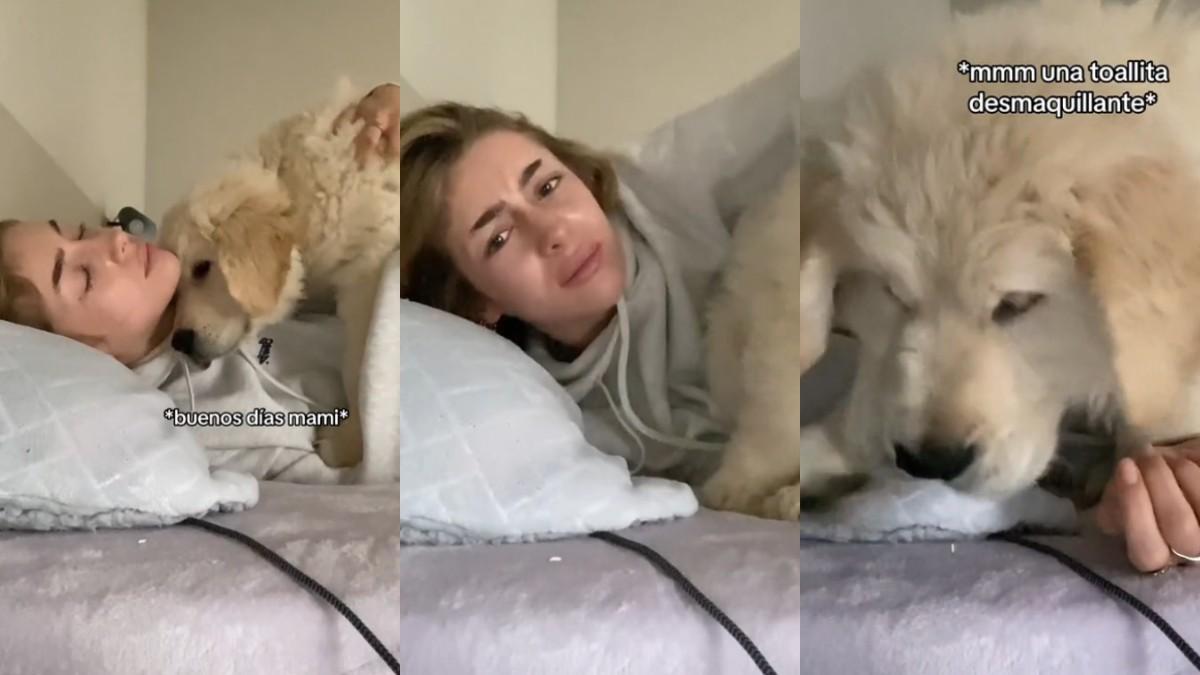 Se hace viral al conocerse cómo es despertarse con un cachorro de golden  retriever